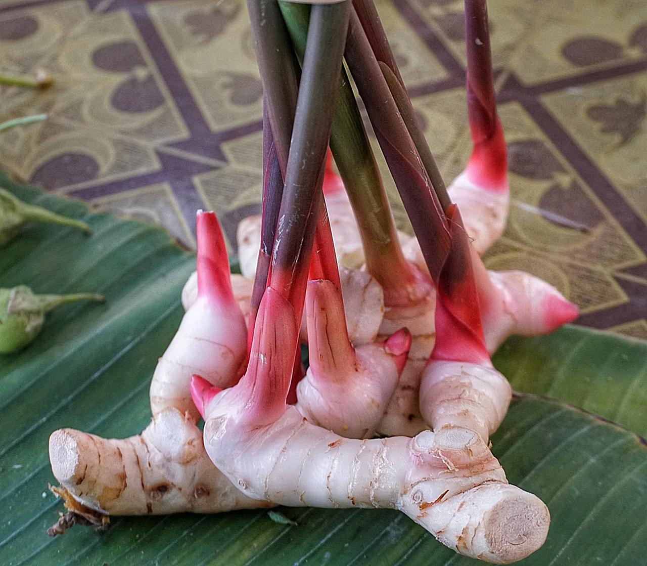 Thai-Ingwer